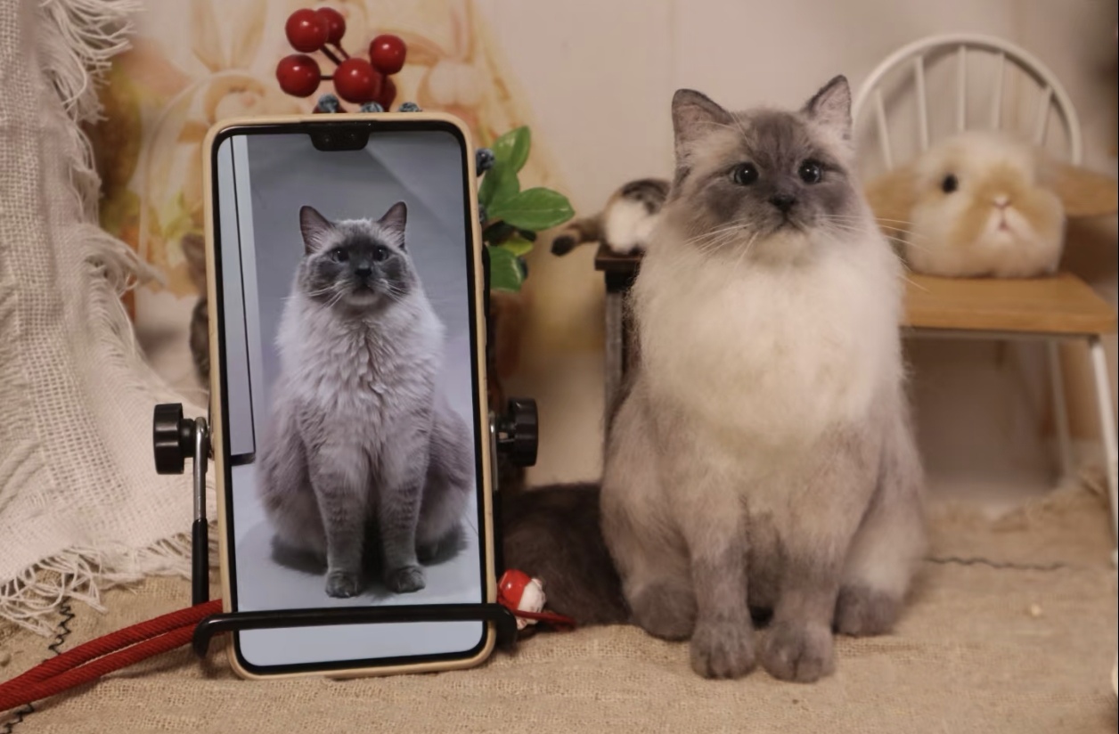 48 Customized wool felt cat/dog portrait figurine for the whole body as a commemorative item - Image 1